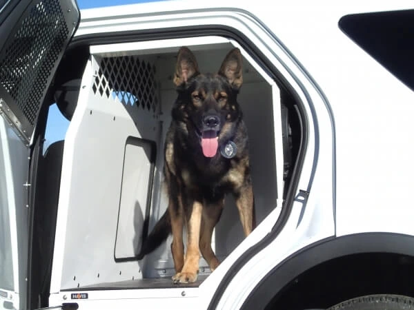 [K9-F18-PT] - OBSOLETE – K9 Prisoner Transport System For 2013-2019 Ford Interceptor Utility – White